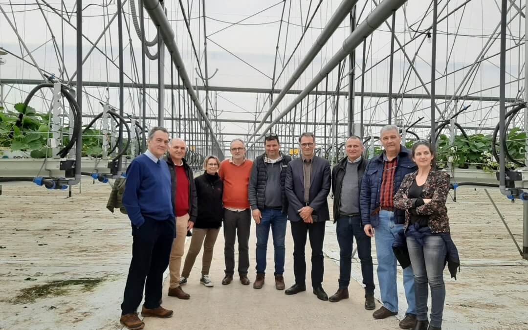 El Grupo Hispano-Franco-Italiano-Portugués de la Fresa prevé la estabilización de la superficie de cultivo en esta campaña