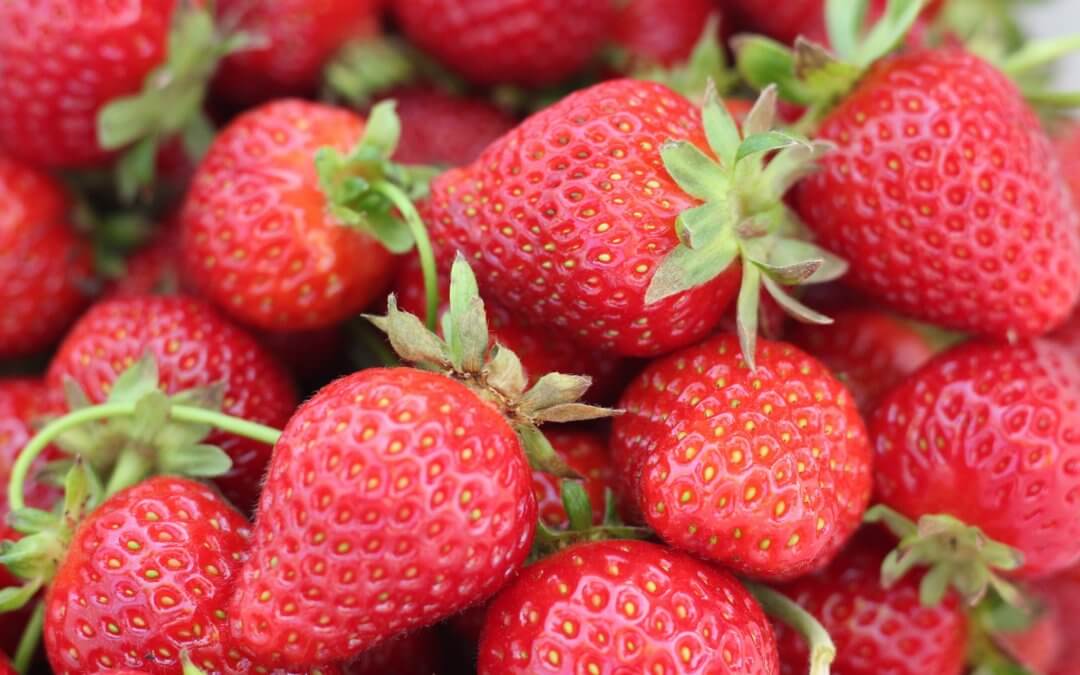 Freshuelva culmina la campaña con una producción de 281.000 toneladas de fresas