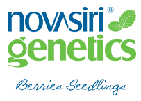 Partner Nova Siri