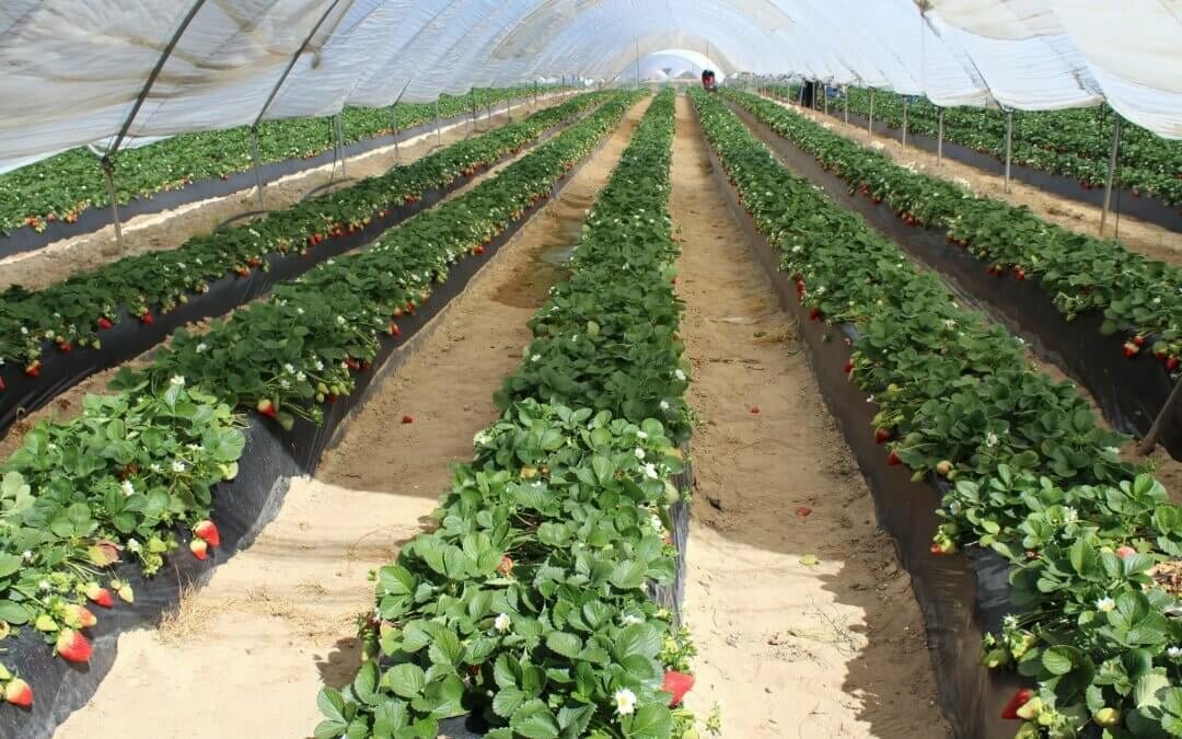 Freshuelva valora positivamente la incidencia de las lluvias de los últimos días para la plantación