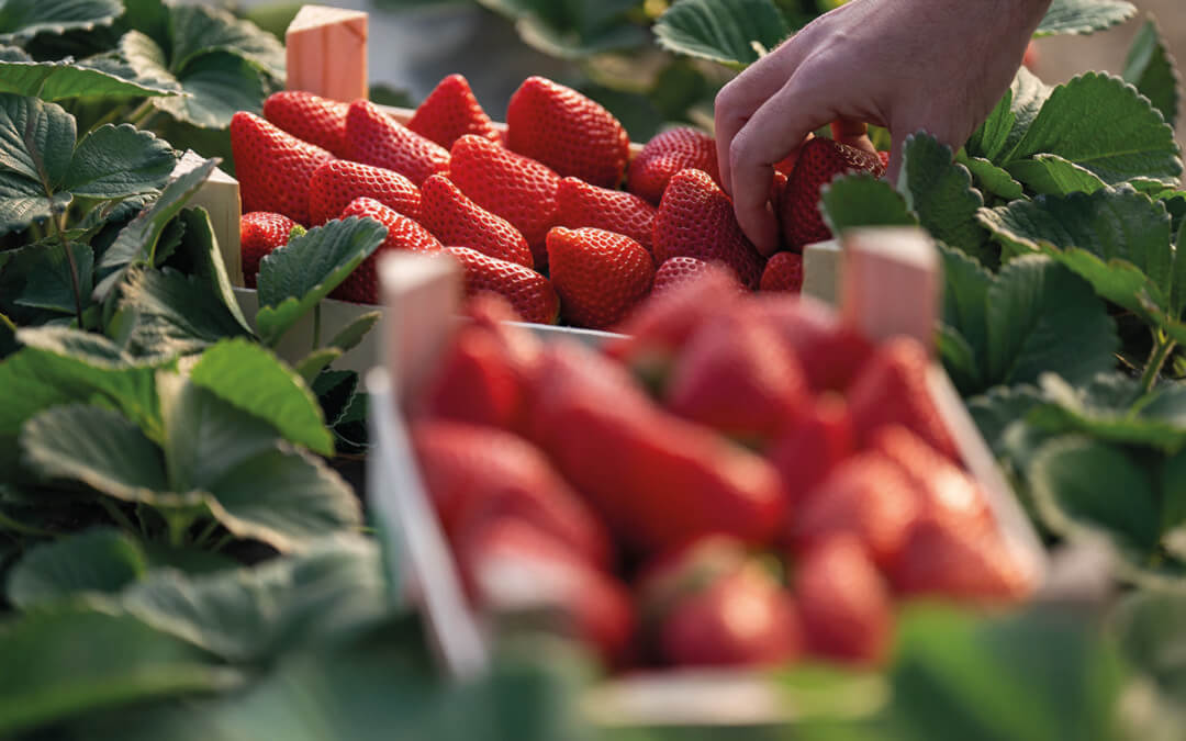 Freshuelva destaca el crecimiento de la exportación de berries pese a la caída general de la producción