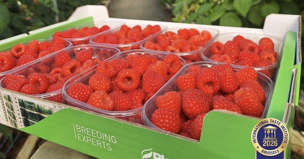 La frambuesa Pink Hudson® de Planasa recibe el Superior Taste Award por su excelencia sensorial