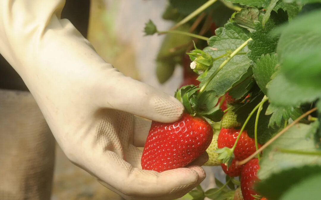 Las borrascas condicionan la campaña de los frutos rojos y reducen producción y exportaciones